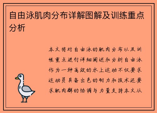 自由泳肌肉分布详解图解及训练重点分析